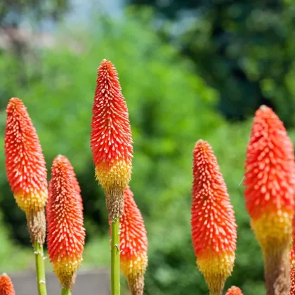 Fakľovka červeno-žltá - Kniphofia - Kleopatrina ihla - voľnokorenné sadenice fakľoviek - 1 ks