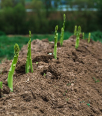 Špargľa Boonlim - Asparagus officinalis - voľnokorenné sadenice špargle - 1 ks