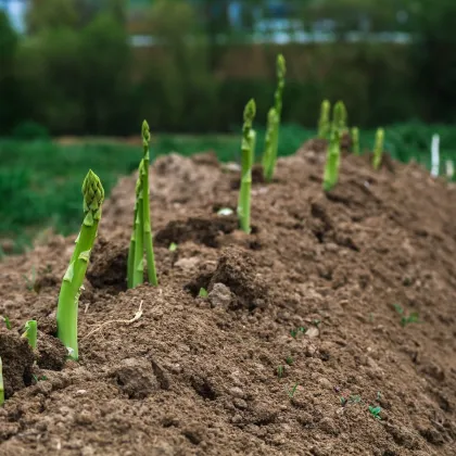 Špargľa Boonlim - Asparagus officinalis - voľnokorenné sadenice špargle - 1 ks