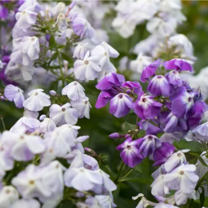 Plamienka latnatá zmes farieb - Phlox paniculata grandiflora - predaj semien - 15 ks