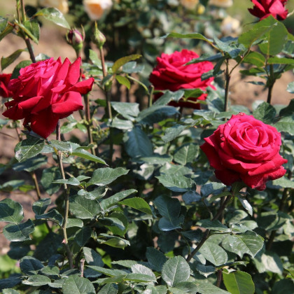 Ruža veľkokvetá popínavá tmavo červená - Rosa - voľnokorenné sadeničky ruží - 1 ks