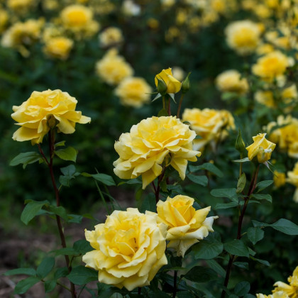 Ruža veľkokvetá popínavá žltá - Rosa - voľnokorenné sadeničky ruží - 1 ks