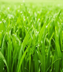 Inteligentný trávnik 3v1 - Easygarden - predaj semien a hnojiva - 0,5 x 10 m