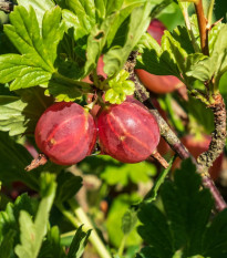 Egreš červený - Ribes uva-crispa - voľnokorenné sadenice egrešov - 1 ks