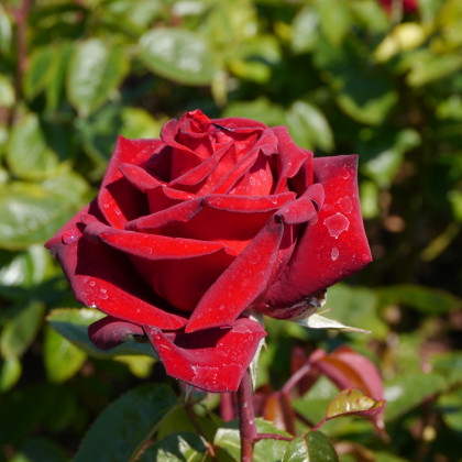 Ruža záhonová červená - voľnokorenné sadenice ruží - 1 ks