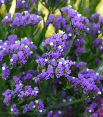 Limonka chobotnatá fialová - Limonium sinuatum - predaj semien - 30 ks