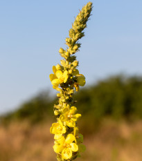 Divozel sápovitý - Verbascum phlomoides - predaj semien - 0,1 g