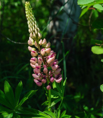 Lupina mnoholistá Russel Schlossfrau rosa - Lupinus polyphyllus - semená lupiny - 30 ks