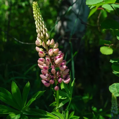 Lupina mnoholistá Russel Schlossfrau rosa - Lupinus polyphyllus - semená lupiny - 30 ks