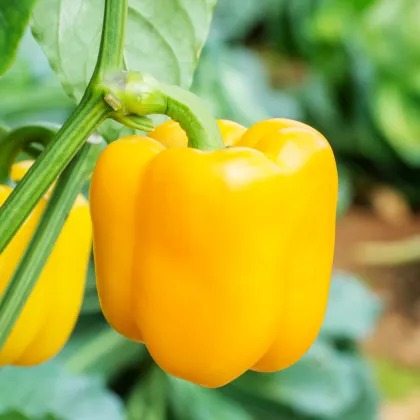 Paprika Snack Yellow - Capsicum annuum - predaj semien paprík - 6 ks