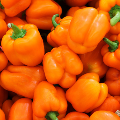 Paprika Snack Orange - Capsicum annuum - predaj semien paprík - 6 ks