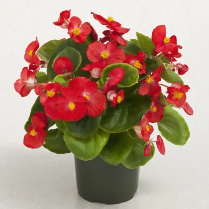 Begónia Super Olympia Červená F1 - Begonia semperflorens - predaj semien - 12 ks