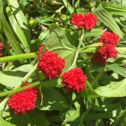 Mrlík hlávkatý - Chenopodium capitatum - predaj semien mrlíka - 200 ks