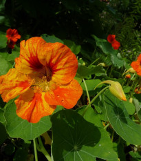 BIO Kapucínka Nasturtium - Tropaeolum majus odor. - predaj bio semien - 10 ks