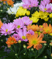 Margaréta obyčajná Robinson - zmes - Tanacetum coccineum - 140 ks