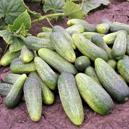 Uhorka nakladačka Ornello F1 - Cucumis sativus - predaj semien uhoriek - 30 ks