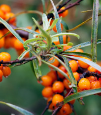 Rakytník rešetliakový - Hippophae rhamnoides - semiačka - 8 ks