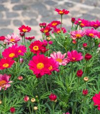 Margaréta Robinson ružová zmes - Tanacetum coccineum - predaj semien margaréty - 100 ks