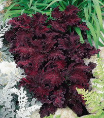 Africká pŕhľava Wizard Black Dragon - Coleus blumei - semienka africkej pŕhľavy - 30 ks