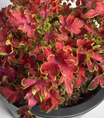 Africká pŕhľava Wizard Velvet Rose - Coleus blumei - predaj semien africkej žihľavy - 30 ks