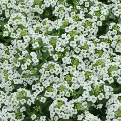 Lobulária Snow Crystal - Lobularia maritima - predaj semien - 200 ks