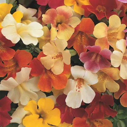 Čarodejka skrížená - Mimulus hybridus - predaj semien - 20 ks