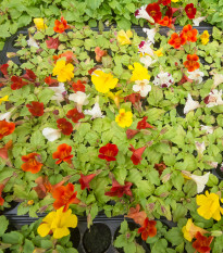 Čarodejka skrížená - Mimulus hybridus - predaj semien - 20 ks