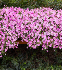 Petúnia Diamond Pearly Shades F1 - Petunia hybrida nana - predaj semien - 12 ks