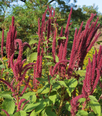 Láskavec krvavý - Amaranthus cruentus - predaj osiva - 270 ks