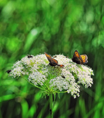 Mrkva Wildform - Daucus carota - predaj semien - 250 ks