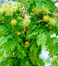 Albizia - Albizia lebbeck - predaj semien - 4 ks