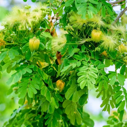 Albizia - Albizia lebbeck - predaj semien - 4 ks