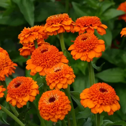 Cínia Zinderella Orange - Zinnia elegans - predaj semien - 20 ks