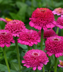 Cínia Zinderella Purple - Zinnia elegans - predaj semien - 20 ks