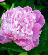 Pivónia ružová Dr. Alex Flamming - Paeonia lactiflora - predaj cibuľovín - 1 ks