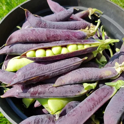 Hrach dreňový Desiree - Pisum sativum - predaj semien hrachu - 50 ks