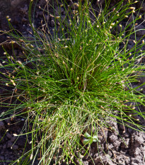 Isolepis Live Wire - Isolepis cernua - predaj semien - 10 ks