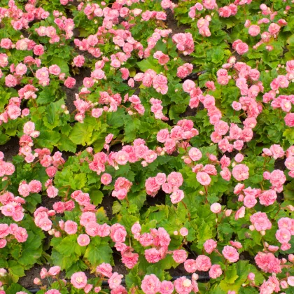 Begónia Big Pink Green Leaf F1 - Begonia benariensis - predaj semien - 8 ks