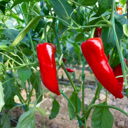 Paprika Snack Red - Capsicum annuum - predaj semien paprík - 6 ks