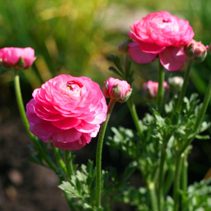 Iskerník plnokvetý ružový - Ranunculus asiaticus - predaj cibuľovín - 3 ks