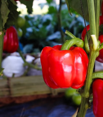 BIO Paprika Bellpepper červená - Capsicum annuum - predaj bio semien - 6 ks