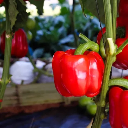 BIO Paprika Bellpepper červená - Capsicum annuum - predaj bio semien - 6 ks