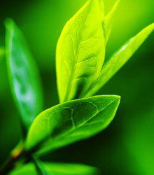 Black Tea Tree - Melaleuca bracteata - predaj semien čajovníka - 20 ks