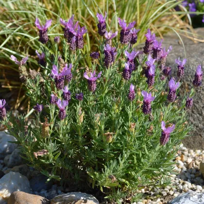 Levanduľa korunkatá - Lavandula stoechas - predaj semien levanduľa - 20 ks