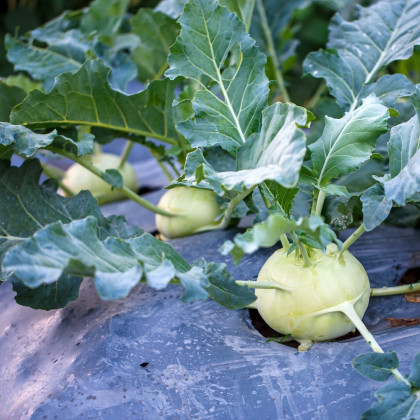 Kaleráb biely neskorý Gaston F1 - Brassica oleracea - predaj semien kalerábu - 50 ks