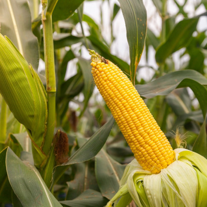 Kukurica cukrová Elan F1 - Zea mays - predaj semien kukurice - 50 ks