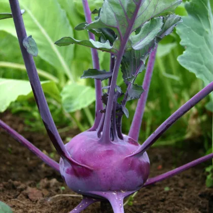 Kaleráb raný modrý Ametyst F1 - Brassica oleracea - predaj semien kaleráb - 50 ks