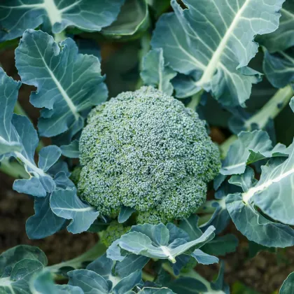 Brokolica Apolena F1 - Brassica oleracea L. - predaj semien brokolice - 30 ks