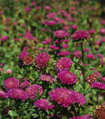 Slamiha listenatá Purple - Helichrysum bracteatum - predaj semien - 300 ks