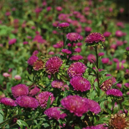 Slamiha listenatá Purple - Helichrysum bracteatum - predaj semien - 300 ks